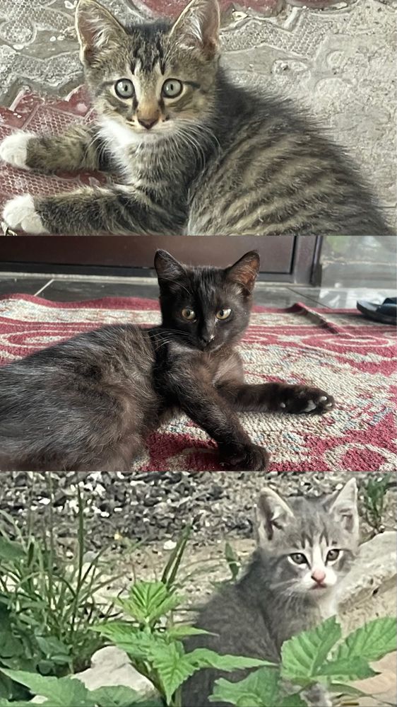 Такие милые котята , отдам только в хорошие руки!!!