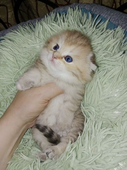 Скоттиш фолд девочки золотые Шиншилы