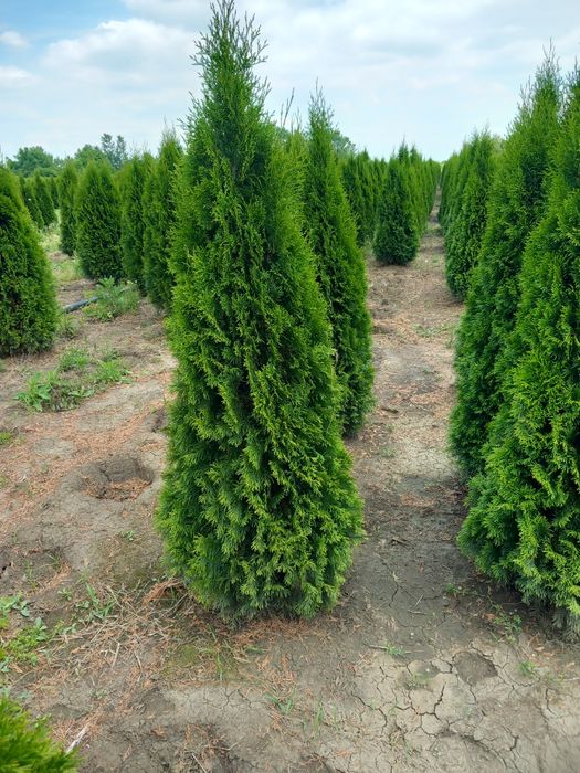 Tuia smarald verde persil asigur transport plantat