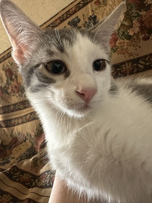 Домашний котенок даром (мальчик)