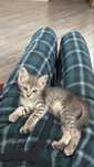Pui motan in spre adoptie