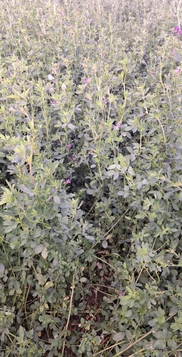 Vând baloți de lucernă coasa a 2 a