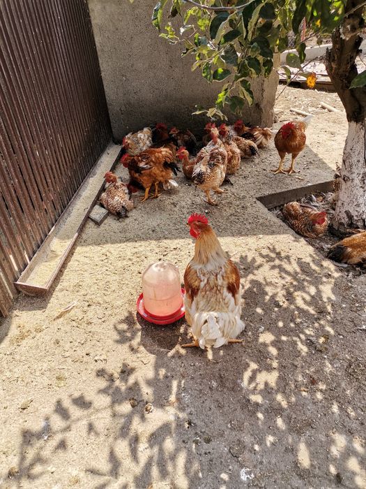 Cocoși crescuți la curte