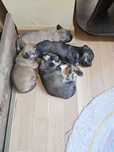 Catelusi spre adoptie