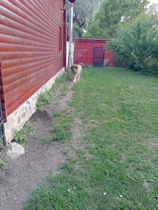 Donez mascul caucazian