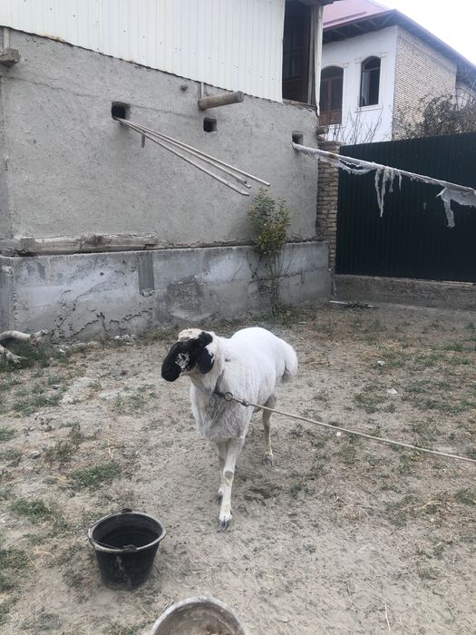 оппок катта кучкор сотилади