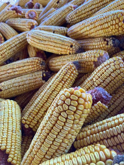 Vand porumb curat si uscat