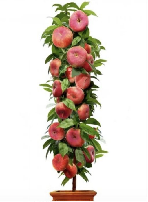 Pomi fructiferi clasici si columnari - calitate si excelenta de 25 ani