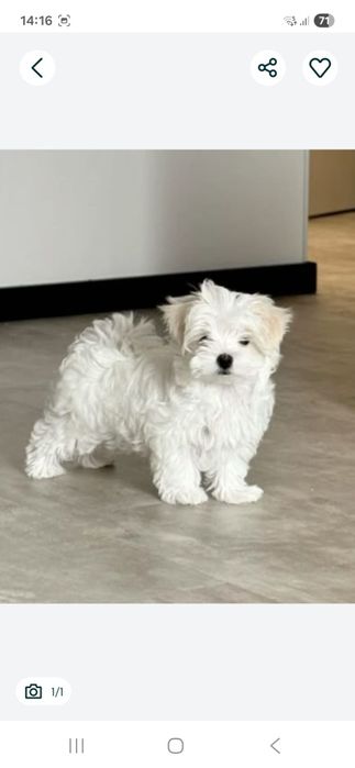Bichon maltez miny spre adoptie