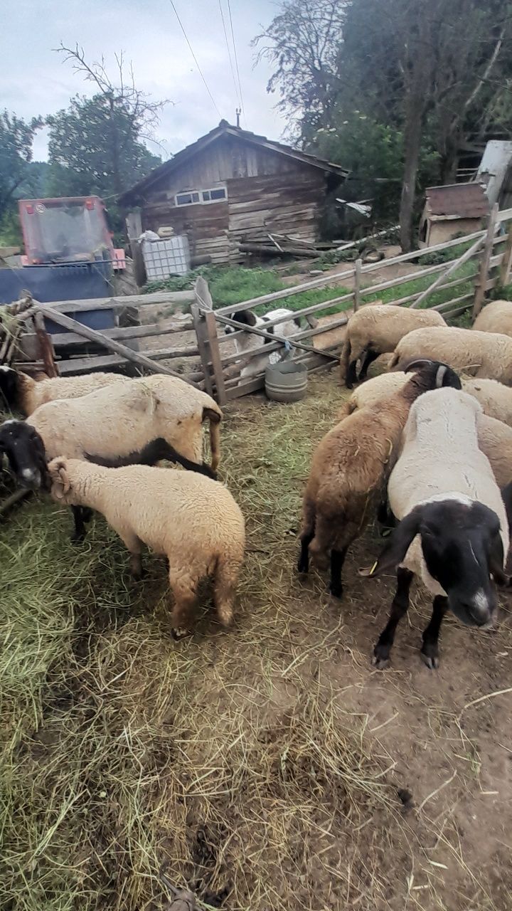 Vind oi carabase sârbești