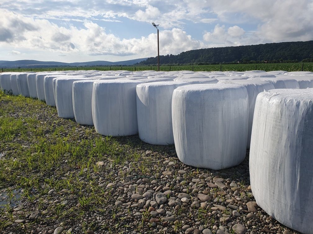 Baloti lucerna anfoliati 135 / 120 ,