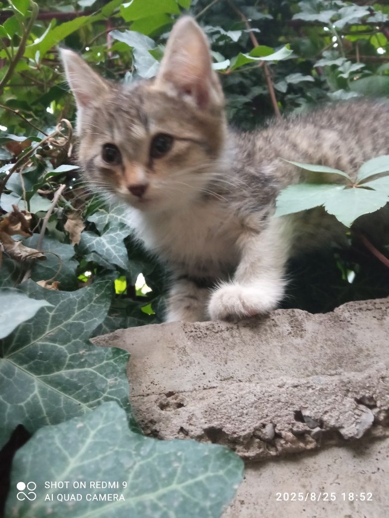 Отдаю даром котёнка девочка