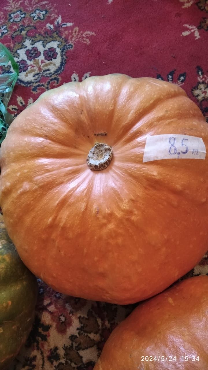 Продам домашнюю тыкву