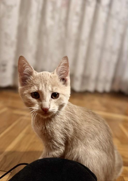 Pisici spre adopție
