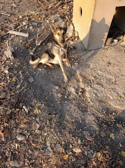 Nemetskiy afcharka sotiladi