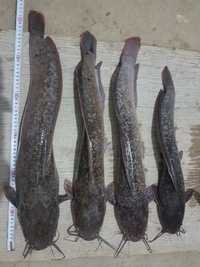 Рыба Африканский (Клариевый мраморный) сом и малек сома
