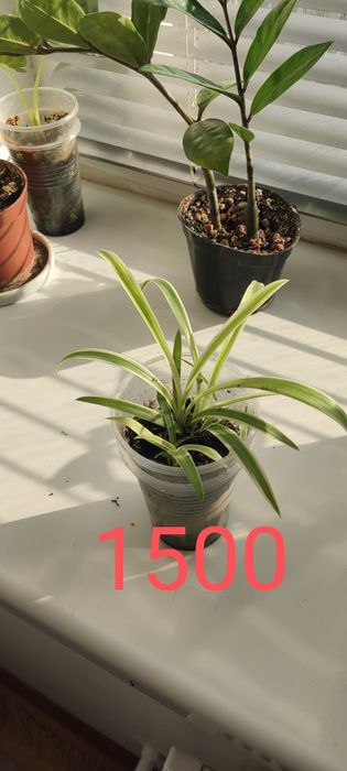 Комнатные растения