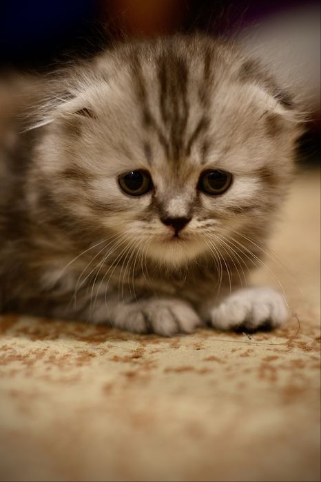 Британские котята