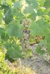Vand struguri muscat ottonel