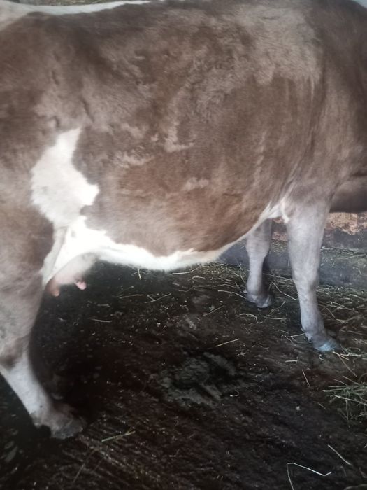 Vând vacă gestanta