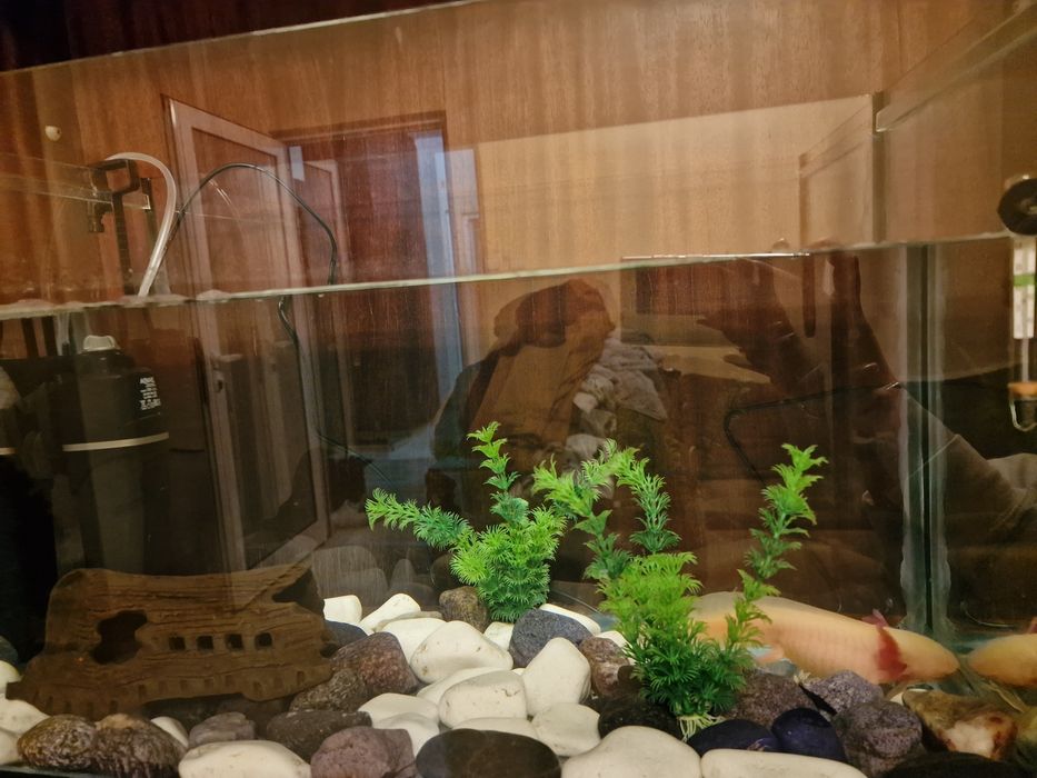 Аксолотъл - с аквариум