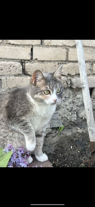 помогите найти кошку ВОЗНАГРАЖДЕНИЕ гарантировано