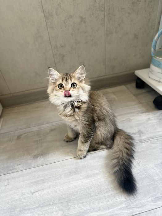 Котенок шиншилла девочка, срочно