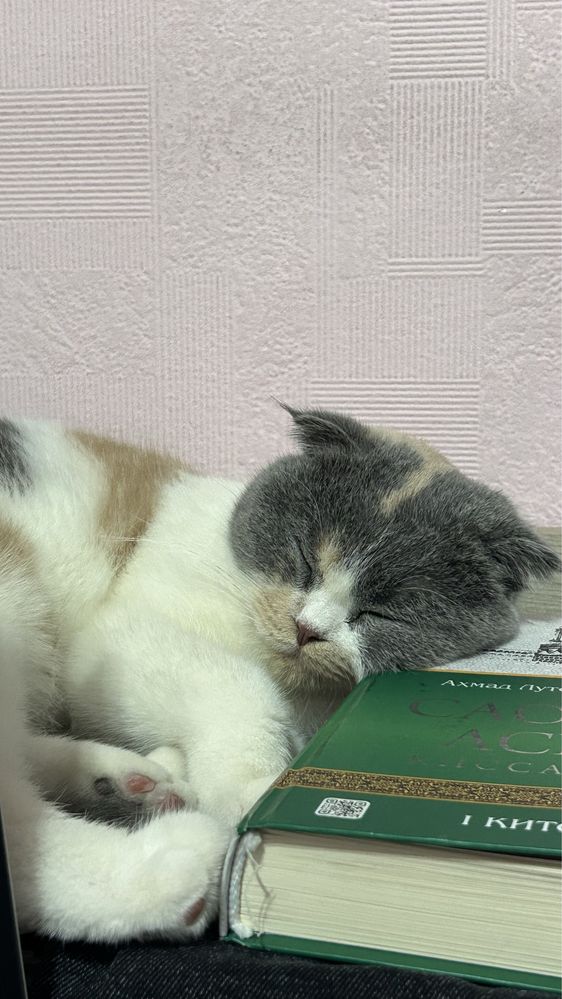 Yoshi: 1.5, Jinsi:Ayol