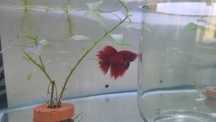 Masculi Betta Splendens Halfmoon Dumbo Albastru Rosu Pesti Acvariu