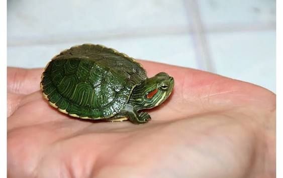 Красноухая черепаха   малыш совсем срочно живёт в воде юго восток