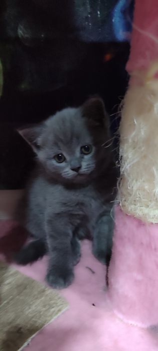 Продам шотландских котят.