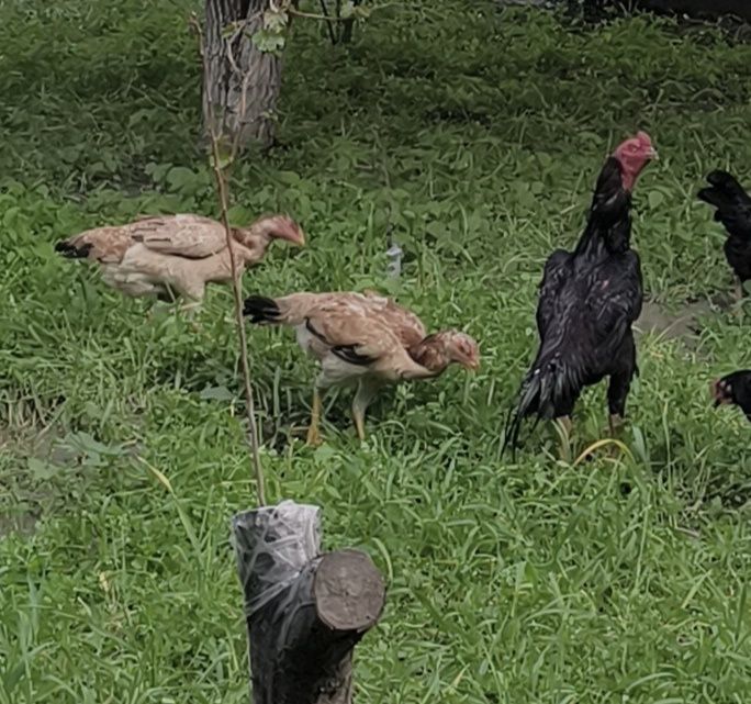 Dakan Tuxumlariga zakaz olamiz