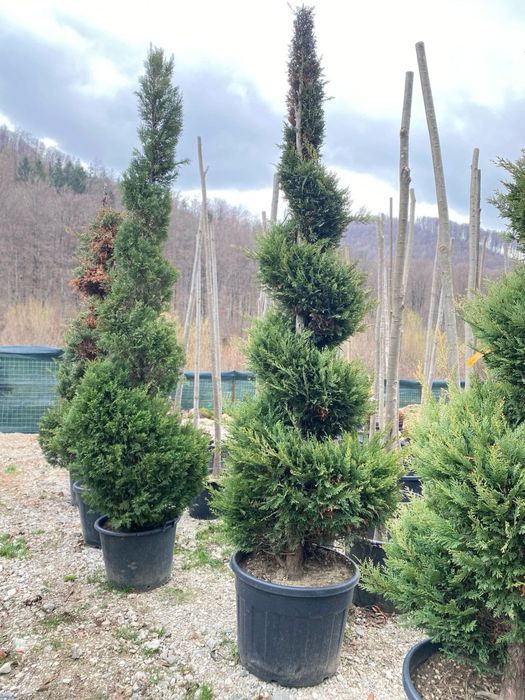 Plante Naturale – Verde autentic, frumusețe vie