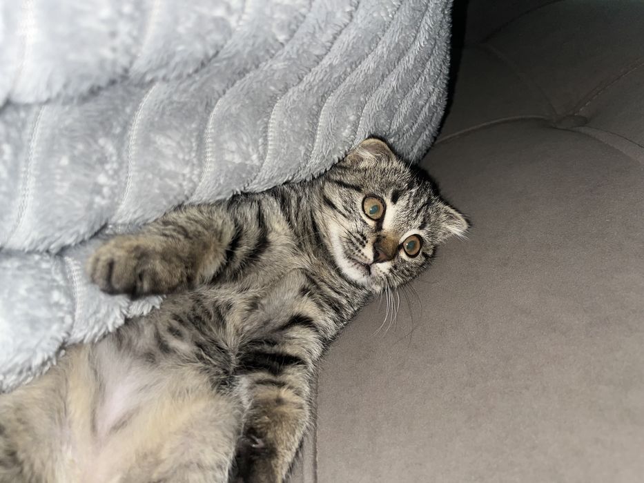 Мысык сатылады хаварласамыз