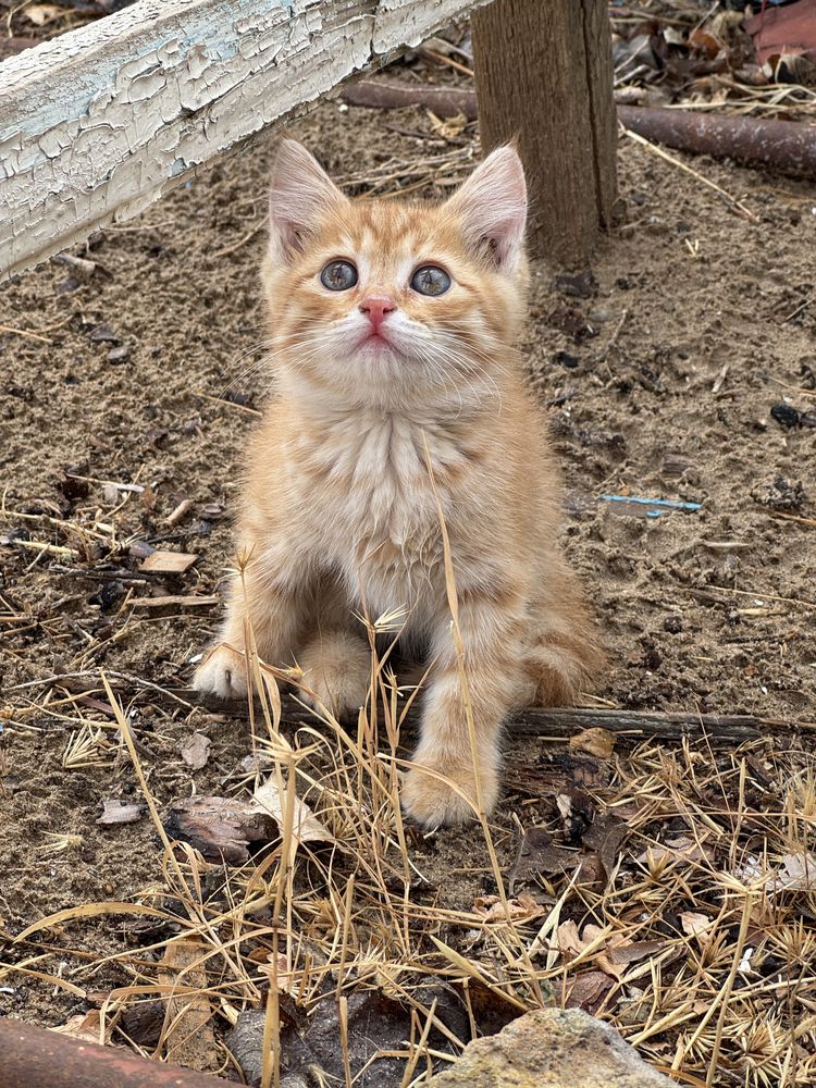 Котята 2 мальчика и 2 девочка