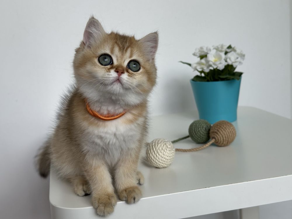 British shorthair GOLDEN fetita superba !! CERTIFICAT PEDIGREE