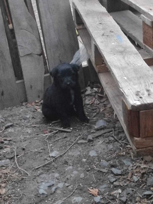 Отдам в добрые руки щенят месяц от роду беспородные. Доставлю.