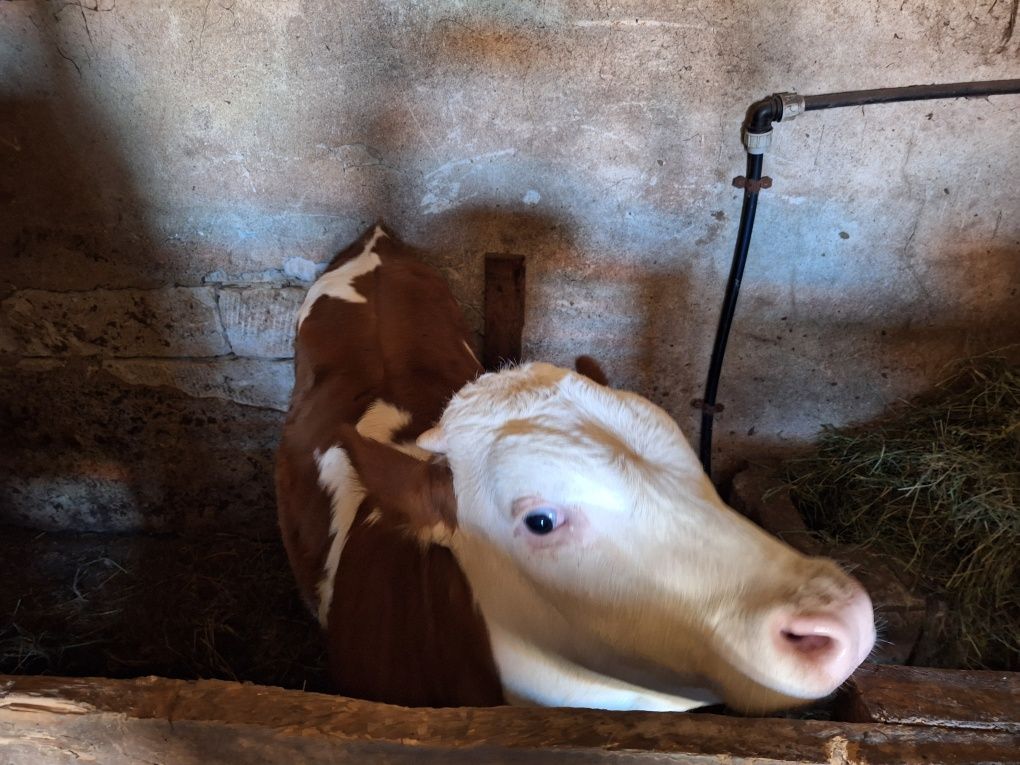 Animale de vanzare