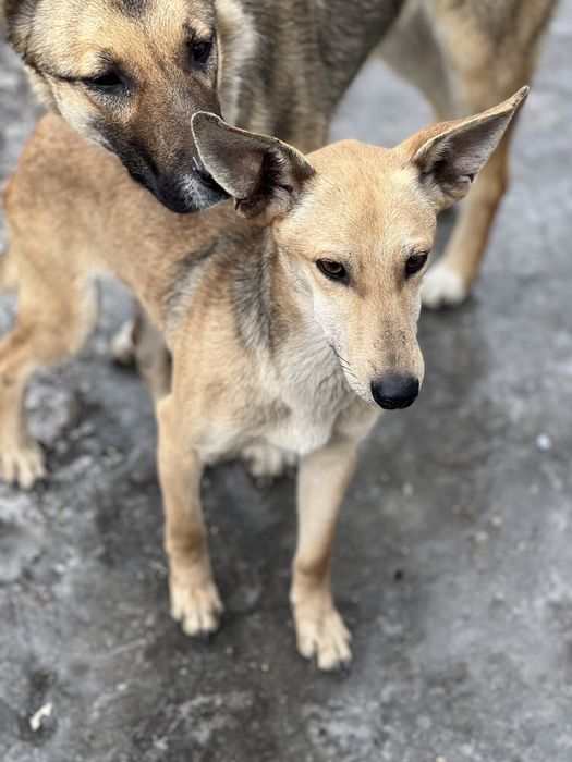 Собака в хорошие руки