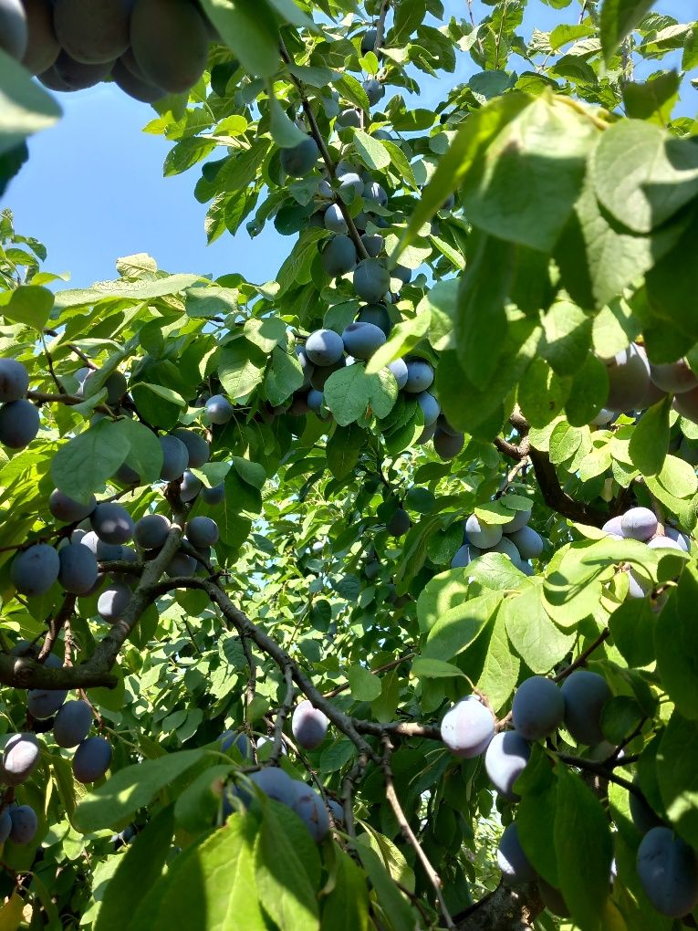 Prune soiul Centenar, recoltare după 25 iulie