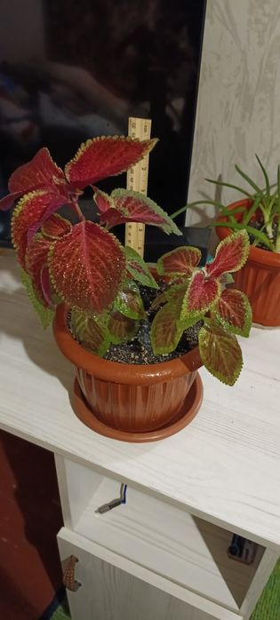 Комнатные растения цветы