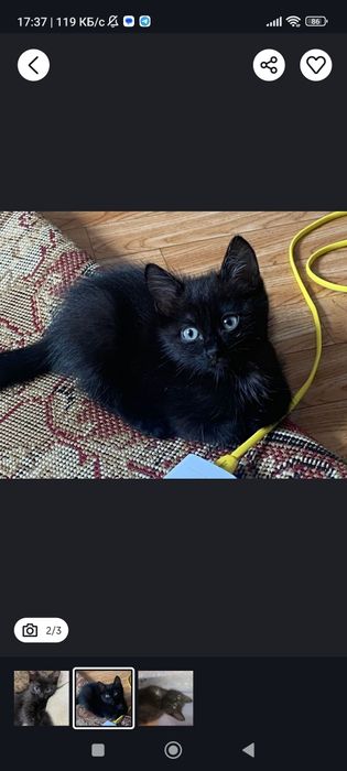 отдам котенка мальчика