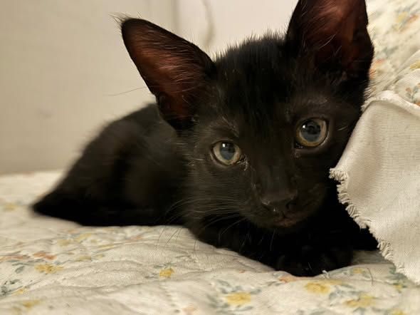 Pisicuțe spre adoptie