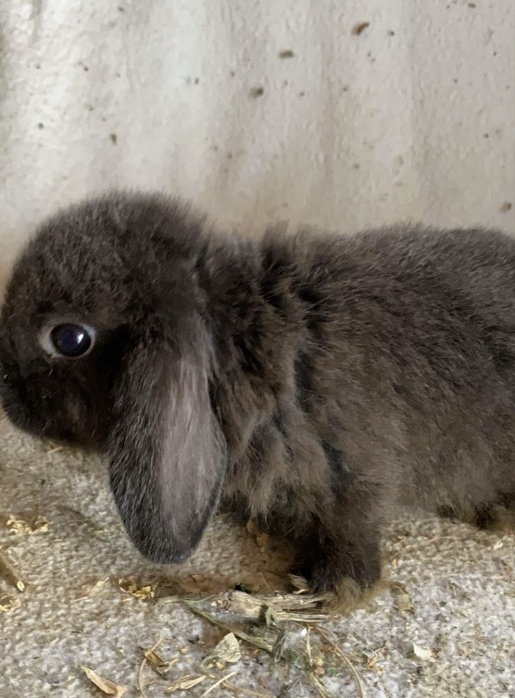 Iepuri Holland Lop si Rex pitic disponibili !