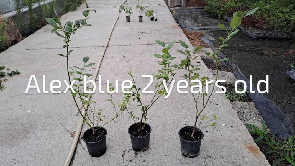 Разсад боровинки