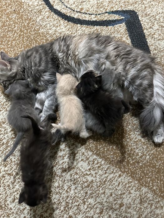 Котята от сибирской кошки