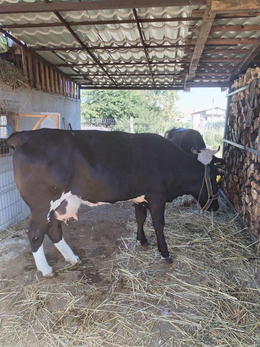 Vaca de lapte de vânzare
