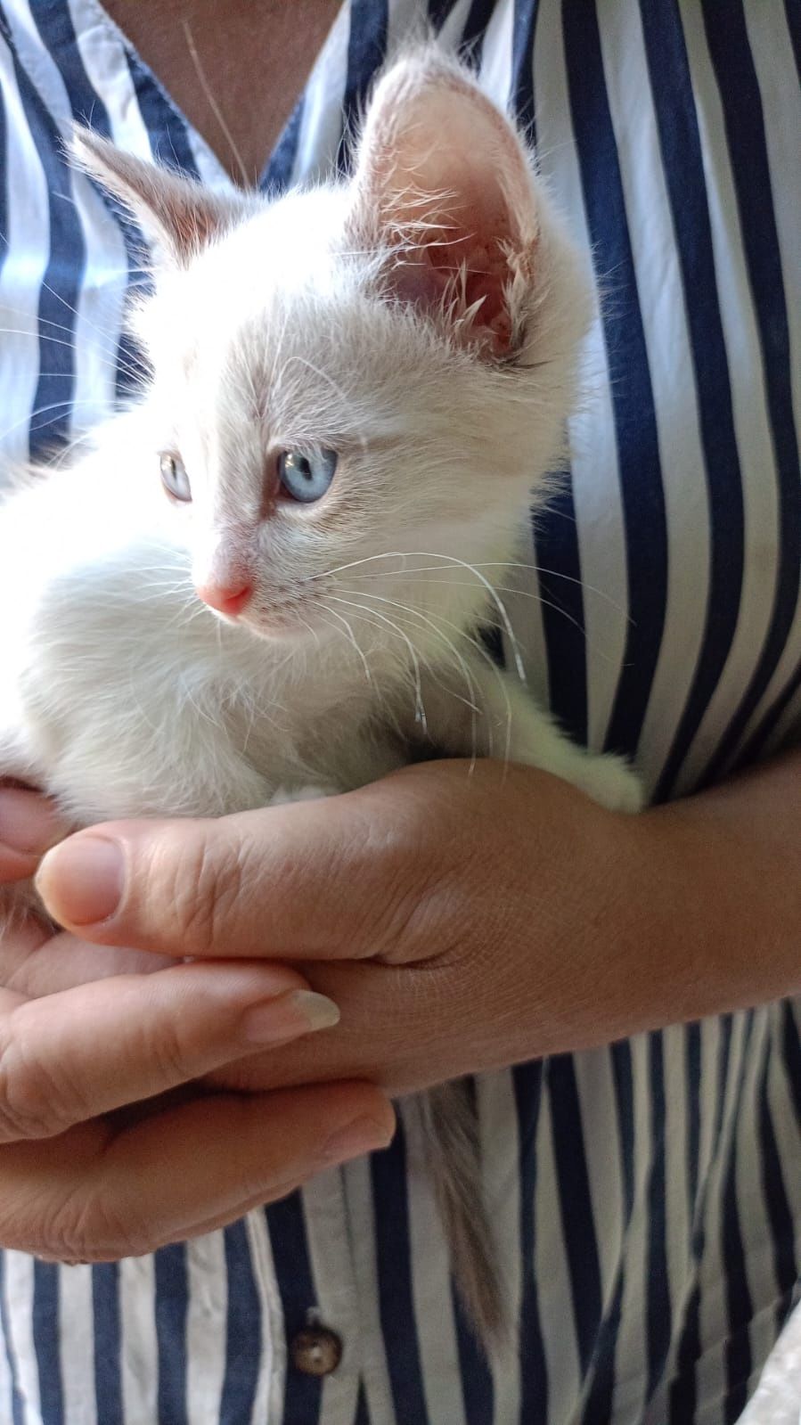 Котенок (мальчик)