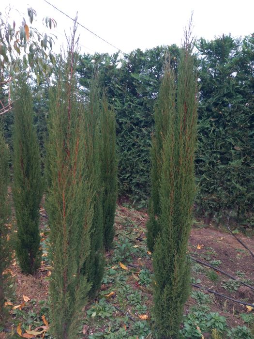 Cipressi toscani