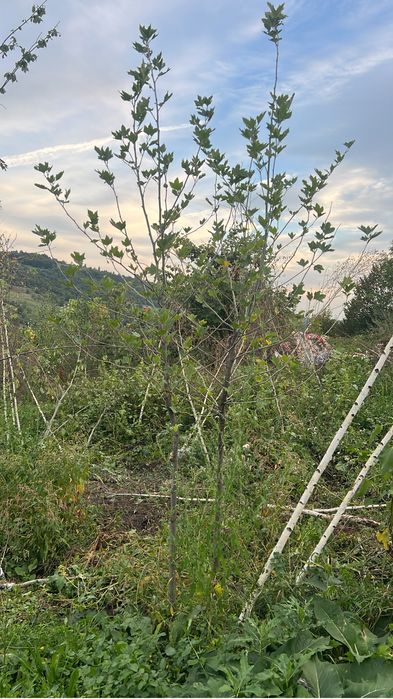 Mesteacan alb bebtula 3m -10m livrare oriunde in tara